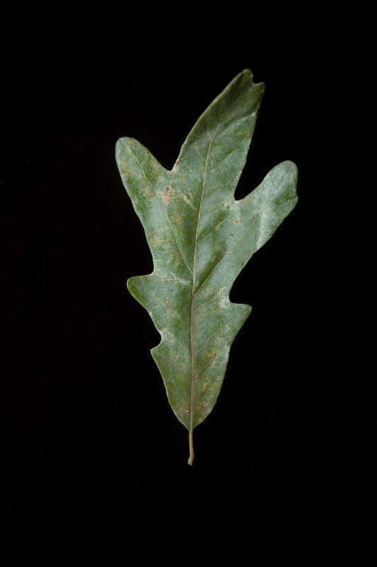 Quercus similis