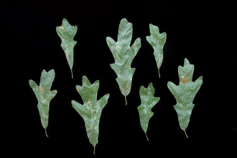 Quercus similis