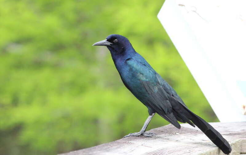 Boat-tailed Grackle (male)