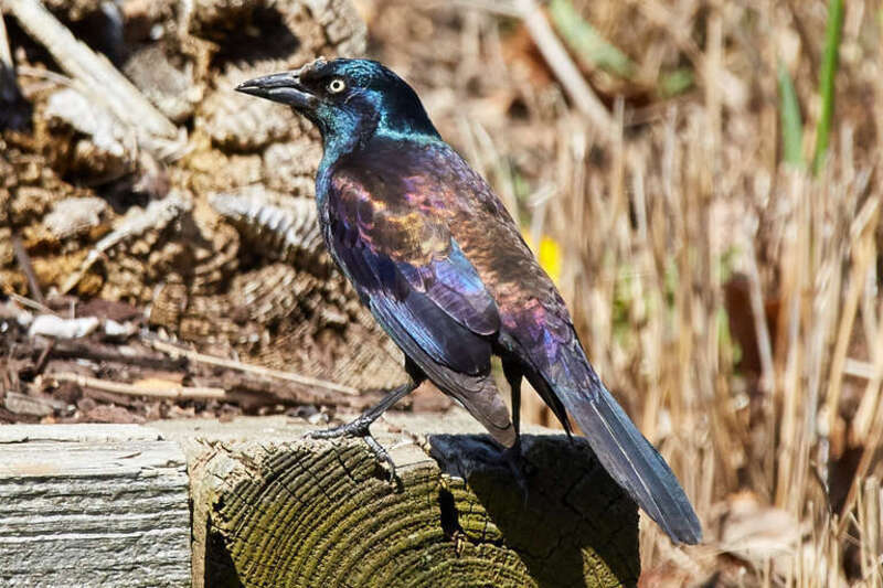 
500px provided description: Colorful reflections [#birds ,#bird ,#animal ,#wildlife ,#colorful ,#wild]