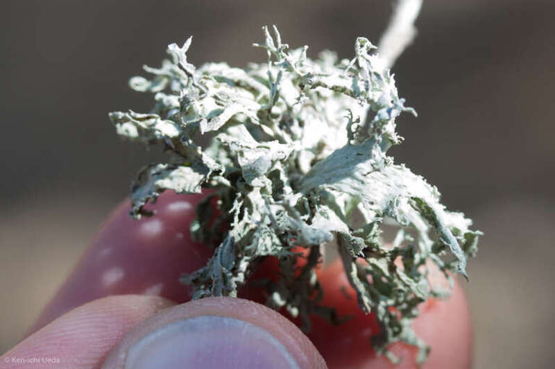Inelegant Strap Lichen (Ramalina canariensis)