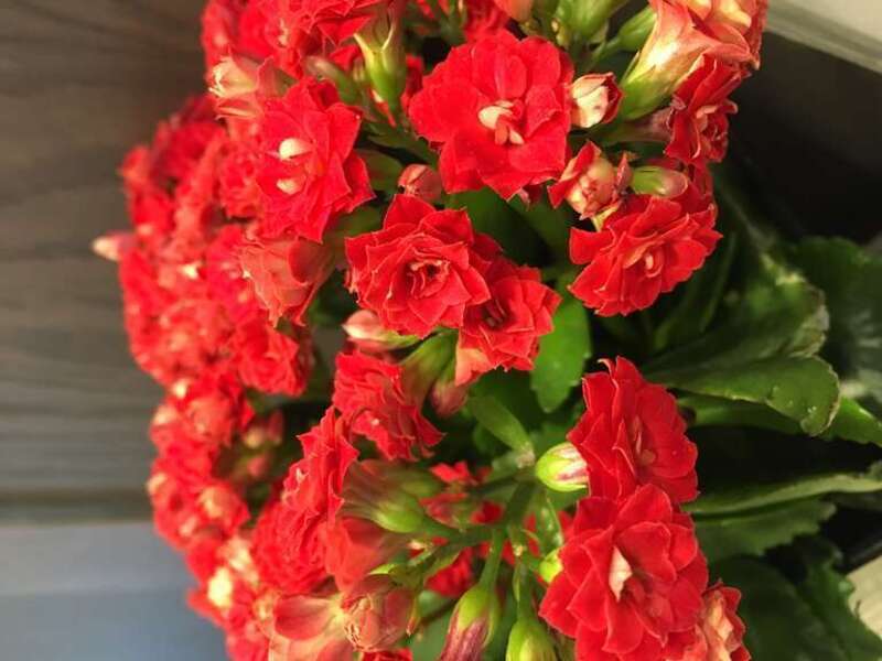 Red flowers