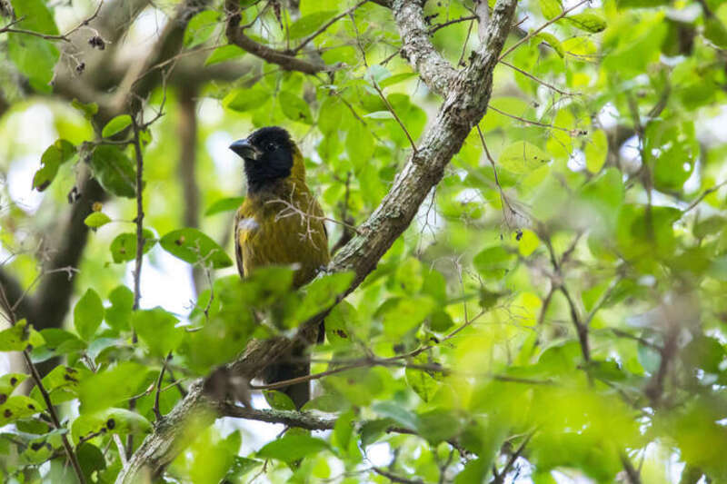 Crimson-collared Grosbeak (Rhodothraupis celaeno)