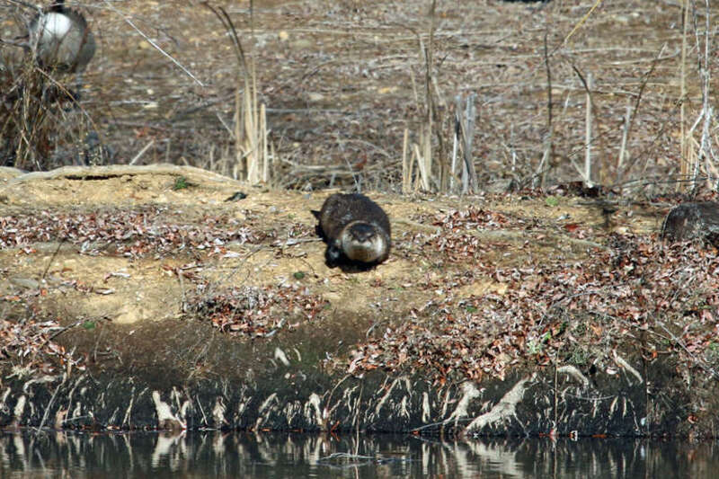 River Otter