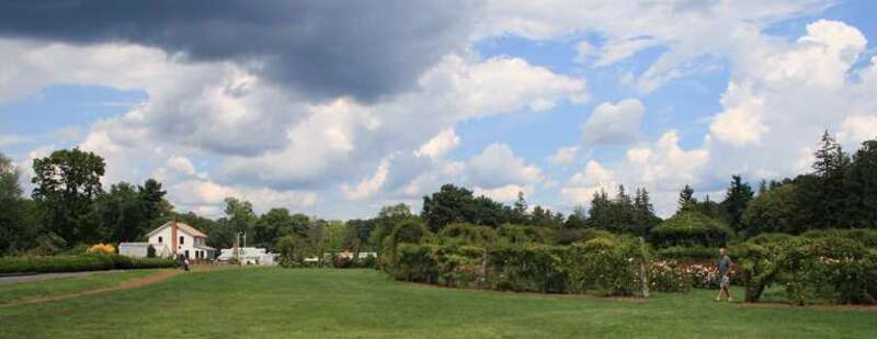 The Rose Garden at Elizabeth Park in West Hartford Connecticut, with the greenhouse in the background on the left