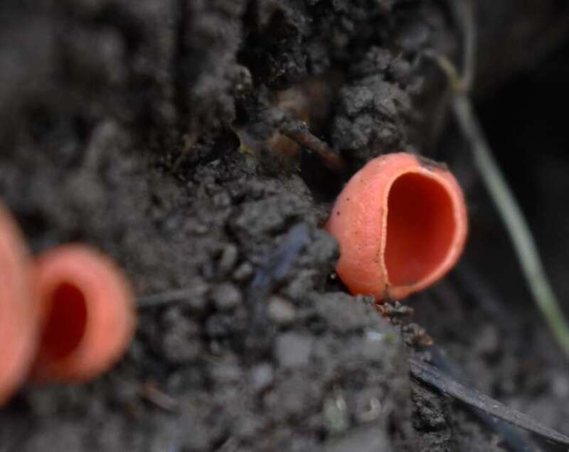 Scarlet Cup (Sarcoscypha coccinea)