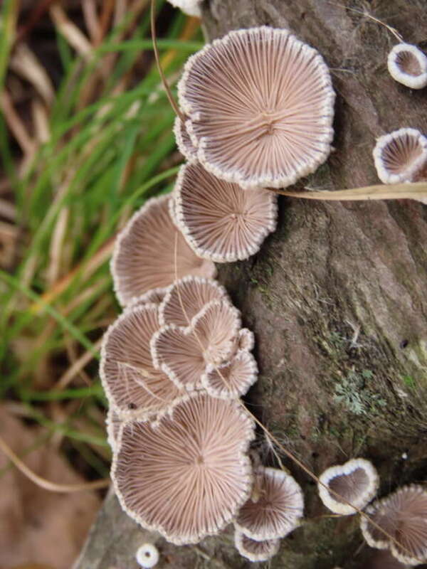 splitgill mushroom (Schizophyllum commune)