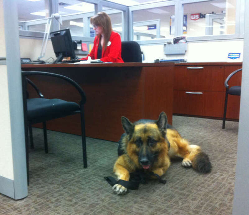 In the US, service dogs are allowed in public businesses, including this visit to a bank.