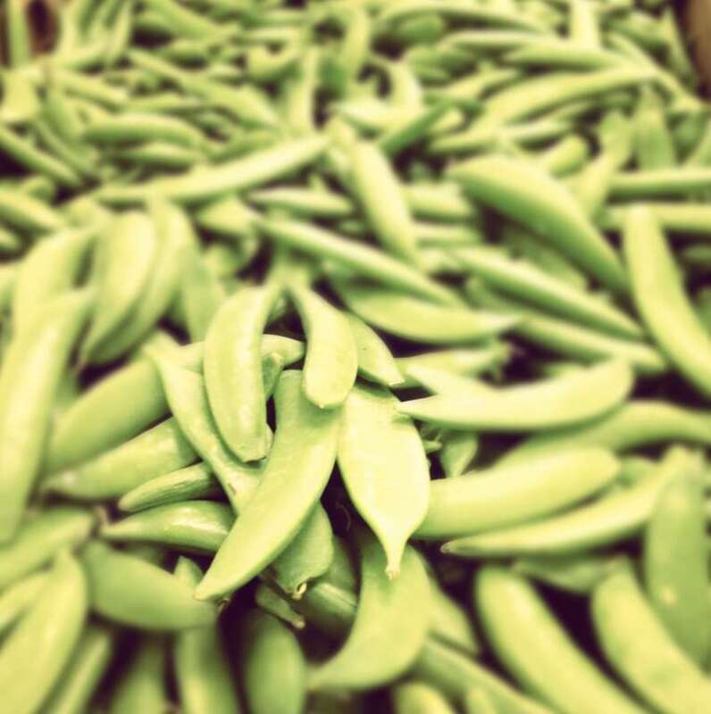 Sugar Snap Pea