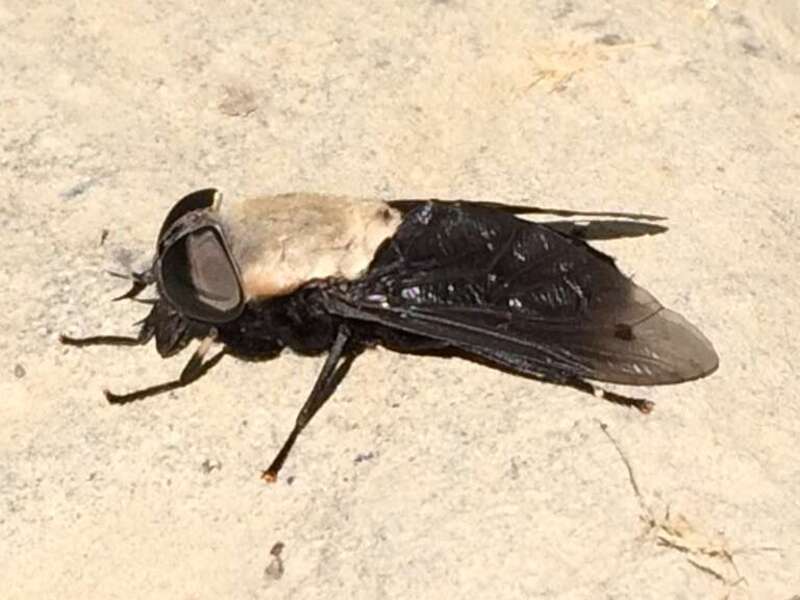 Western Black Horse Fly (Tabanus punctifer). Species of insect.