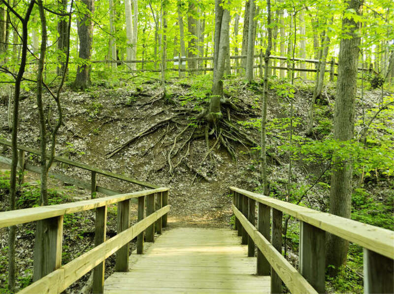Woodlands trail in Holliday Park and Nature Center — in Indianapolis, Indiana. 
Spring forest foliage, in many of nature's shades of green colors.
Serge Melki on park outing: "in all honesty, this park is very bland. green green and no colors."