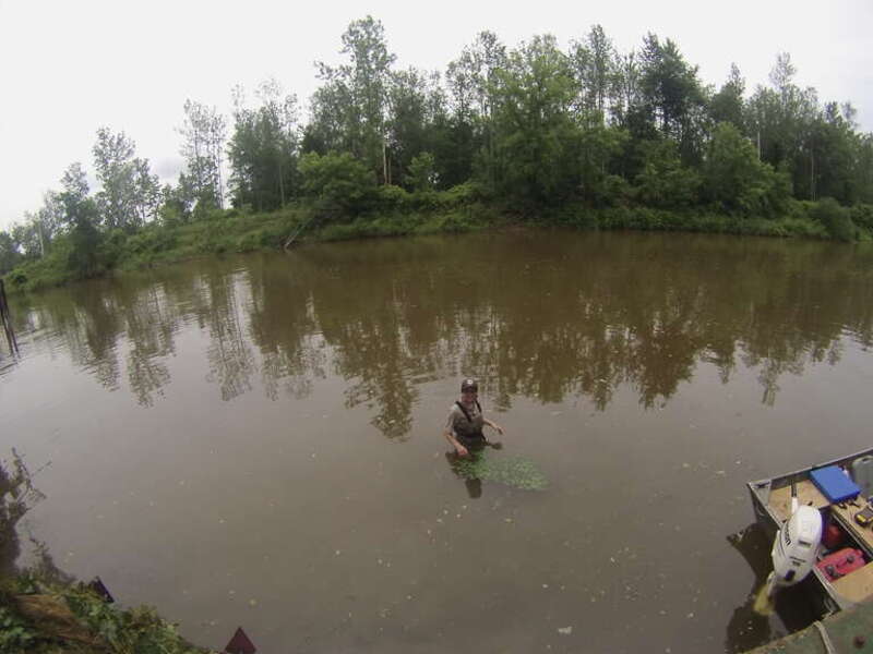 Technician Kelly McDonald smiles in her waders as she finishes pulling up a small mat of Waterchestnut found last week. Photo credit: K.Otseidu/ USFWS