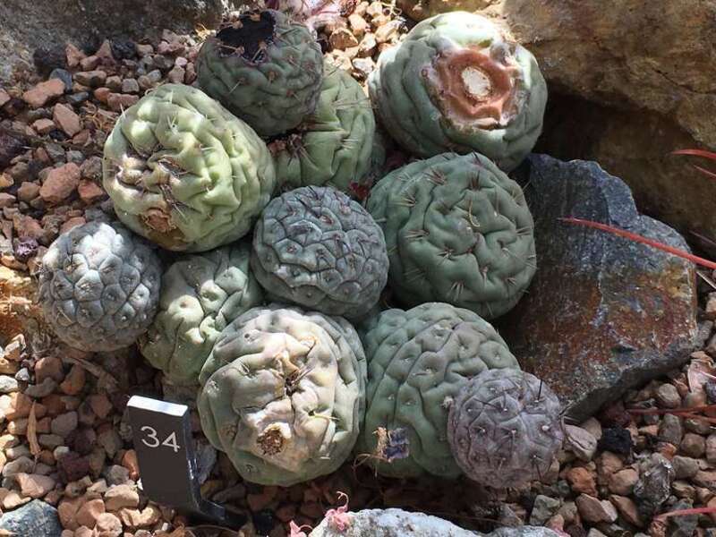 Tephrocactus geometricus taken at the Denver Botanic Gardens.