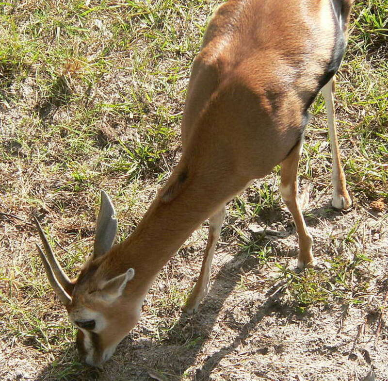Impala Thomson's gazelle at the Brevard Zoo in Melbourne, FL.

I'm eagerly awaiting the 2011 model, myself.
