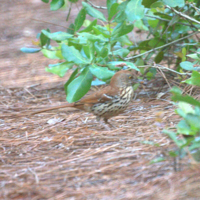 Brown Thrasher Toxostoma rufum, Dauphin Island, Alabama