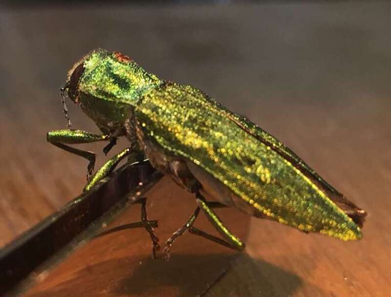 riend Andries Fourie found the following Buprestidae (Metallic Wood-boring Beetles) in Salem, OR and with some internet sleuthing using <a href="http://www.emeraldashborer.info/documents/eab_id_guide.pdf" rel="noreferrer