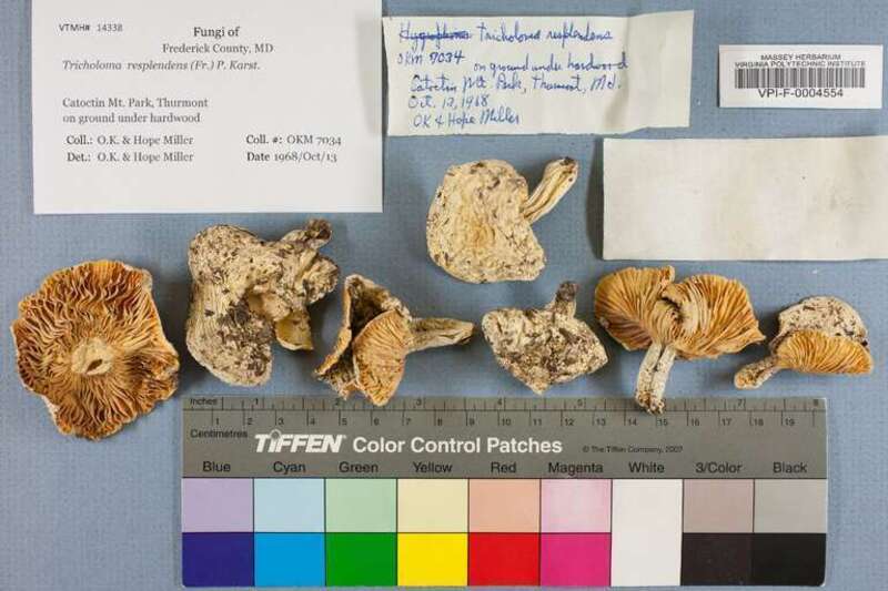 Tricholoma resplendens (Fr.) P. Karst. (Tricholomataceae), determined and collected by O.K. &amp; Hope Miller for the Virginia Tech University, Massey Herbarium (number OKM 7034) the 1968-10-13 in  United States, Maryland, Frederick, Catoctin Mt.