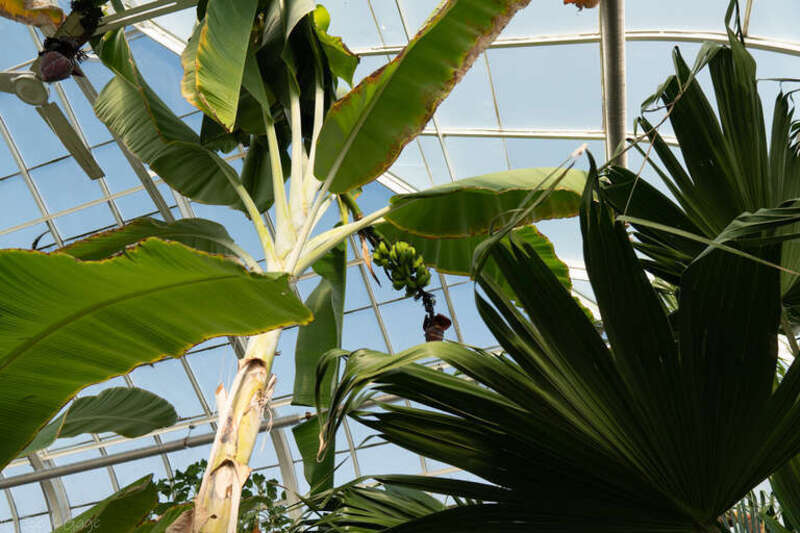 Tropics in Illinois