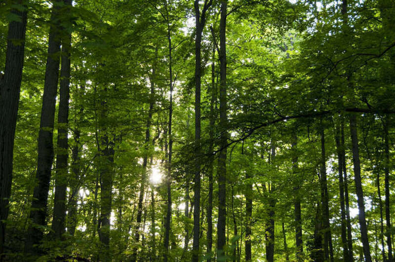 Forest in Holliday Park and Nature Center — in Indianapolis, Indiana.

"Another shot at Holliday Park outing with IPC. I like how the branch on the right leads to the sun. as if touching it."