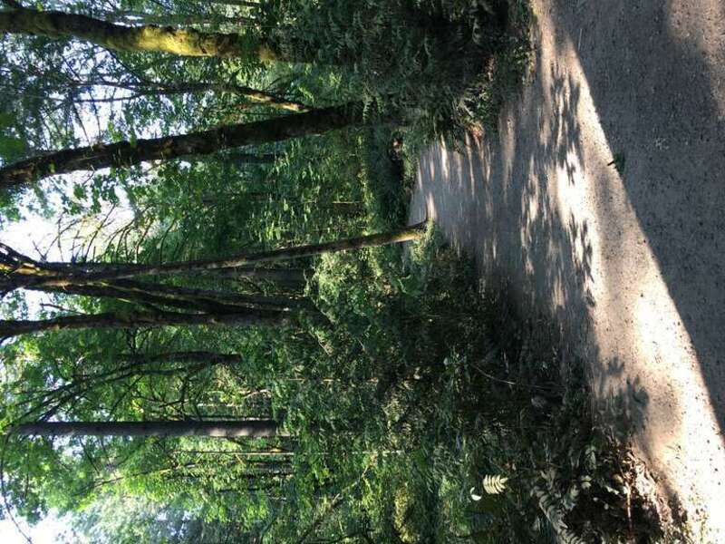 A trail in Tryon Creek State Natural Area in Multnomah County, Oregon on August 8, 2017