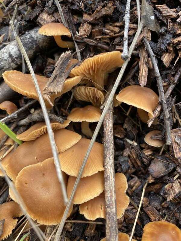 scurfy twiglet (Tubaria furfuracea)