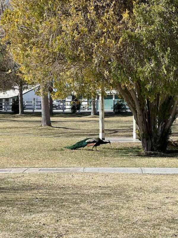 Tule Springs Ranch