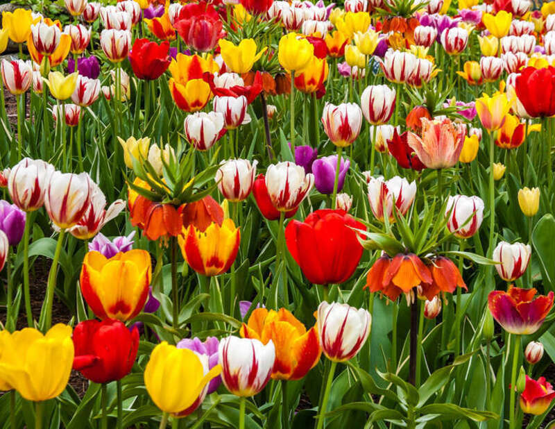 Monday was Maine Day at the Coastal Maine Botanical Garden in Boothbay.  There were lots and lots of beautiful flowers and not too many people when my wife and I were there.  An expanded image of yesterdays upsidedown tulip.

This is a great
