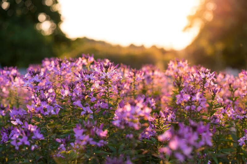 University of Kentucky Arboretum, Lexington, United States