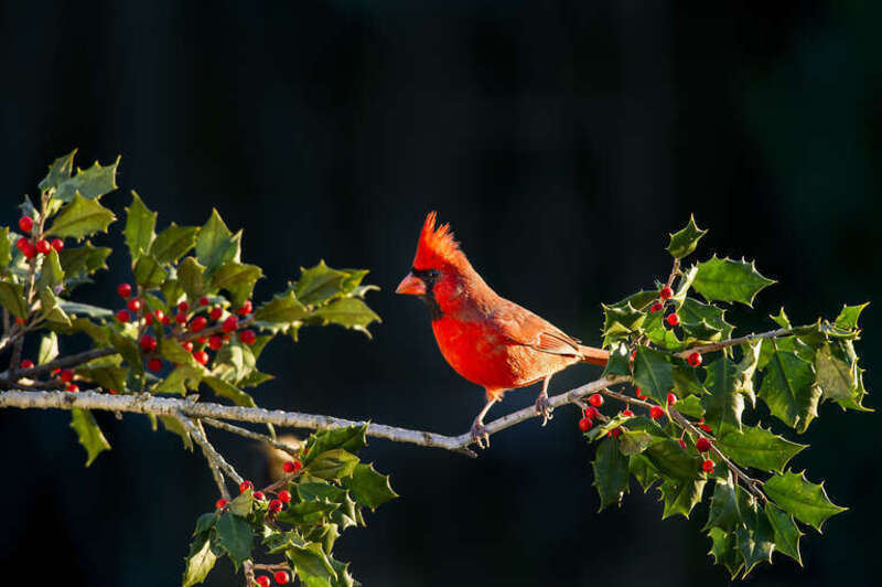 Vineland, United States