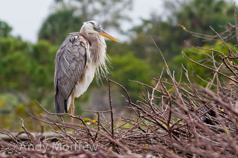 This Würdemann's Heron was captured on its nest at Wakodahatchee Wetlands, Palm Beach County, Florida on 8 February 2012.  The Würdemann's is rare and is considered a hybrid between a Great White Heron and a Great Blue Heron.  Notice the white front