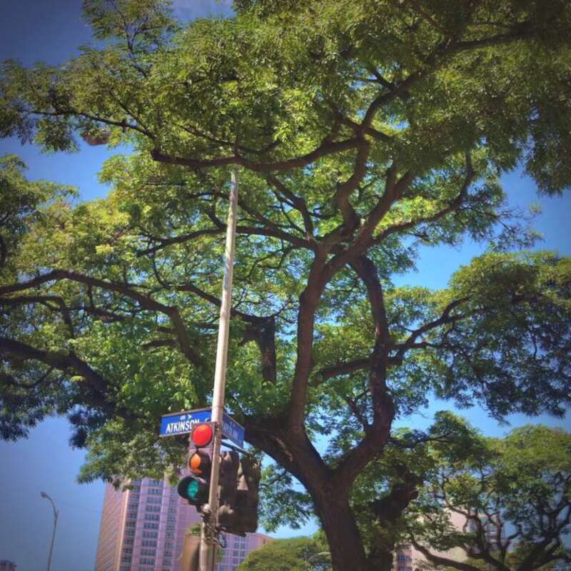 waikiki