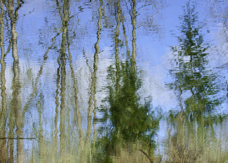 Hike at our local Minto Brown park had some amazing reflections today. Water reflections create great impressionism!