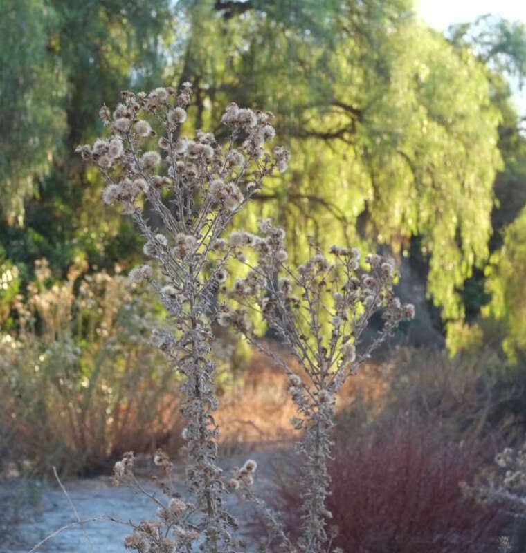 Weed in Coyote Hills, Fullerton, CA