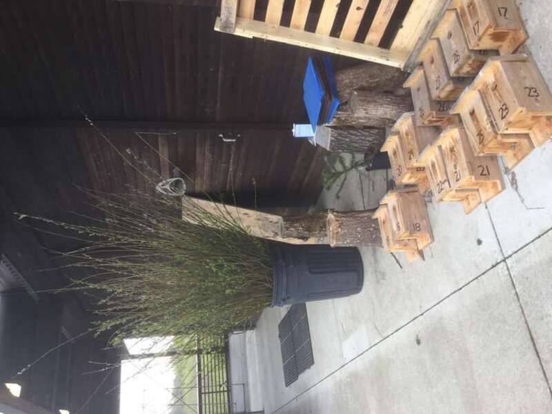 The willows will be planted soon in the wetlands. The bird boxes are for the tree swallows. Because the flooding has lasted a long time this season, we have been delayed in getting them up.

All this at Jackson Bottom Wetlands Preserve in Hillsboro,