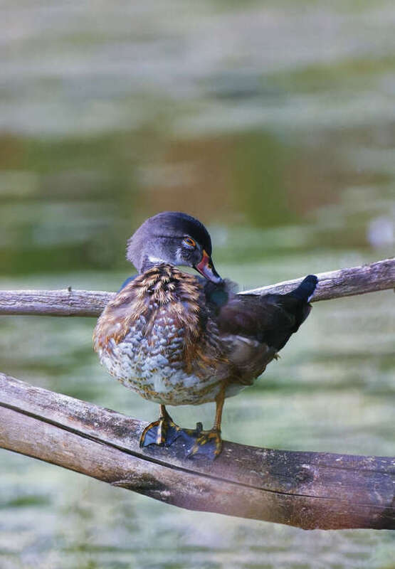 Wood Duck, Canoe Meadows Wildlife Sanctuary, Pittsfield, MA
