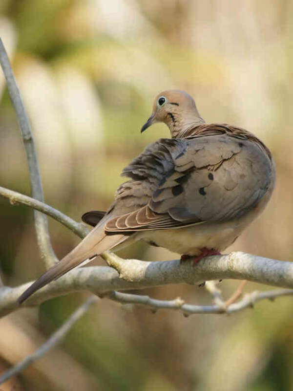 American Mourning Dove at Sanibel Island in Lee County, Florida, U.S.A.