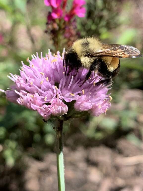 Rusty-patched Bumble Bee (Bombus affinis)