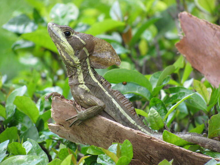 Brown Basilisk, Basiliscus Vittatus