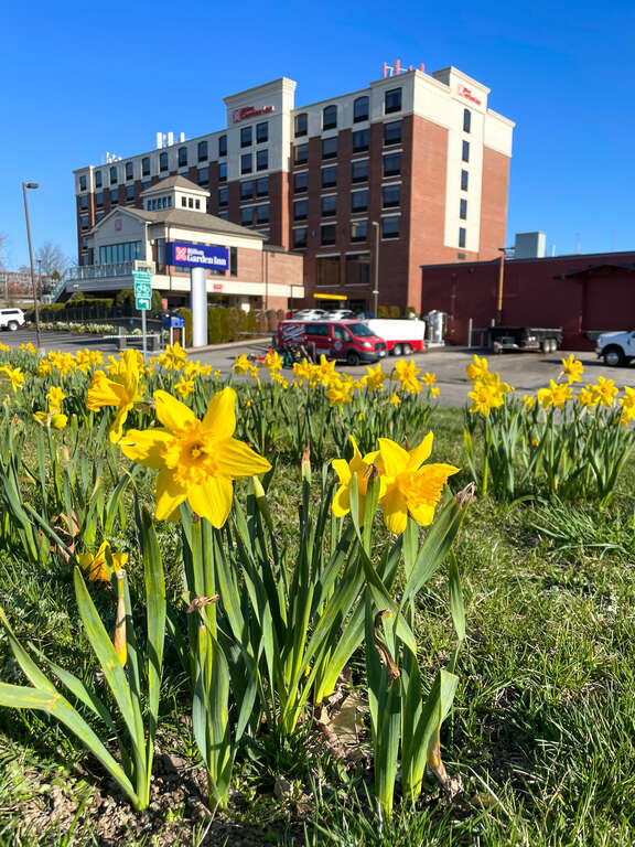 Daffodils bloom in fromt of the Hilton Garden Inn, Providence Rhode Island