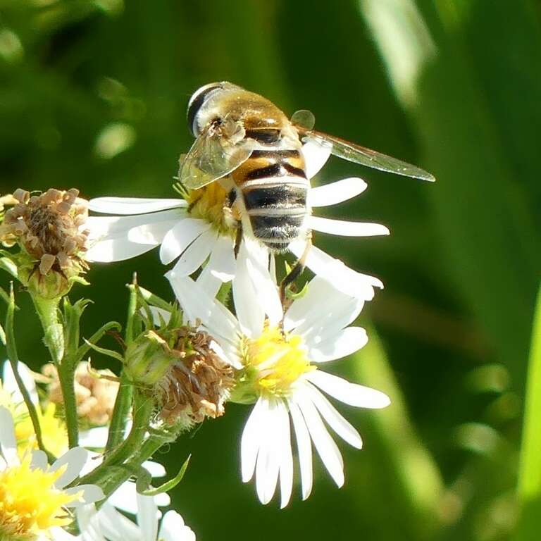 Yellow-shouldered Drone Fly (Eristalis stipator)