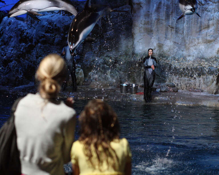 A moment in the November 15, 2009 2:00pm "Fantasea" aquatic show at Shedd Aquarium in Chicago, Illinois, from a set of 55 images.

Camera location41° 52′ 03.47″ N, 87° 36′ 47.71″ W View this and other nearby images on: OpenStreetMap 41.867631;