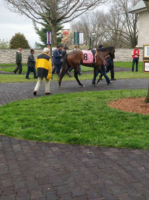 Lady Aurelia in the paddock before placing 2nd in the Giant's Causeway at Keeneland.

Feel free to use this photo however you like, just attribute <a href="https://atthepaddock.com" rel="nofollow">atthepaddock.com</a>. Thanks!