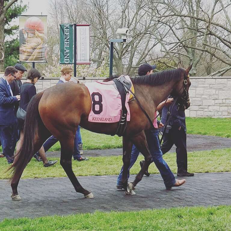 Lady Aurelia in the paddock before placing 2nd in the Giant's Causeway at Keeneland.

Feel free to use this photo however you like, just attribute <a href="https://atthepaddock.com" rel="nofollow">atthepaddock.com</a>. Thanks!