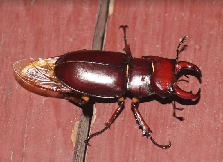 Adult male Lucanus capreolus stag beetle on a porch in Massachusetts, seen in July 2023.