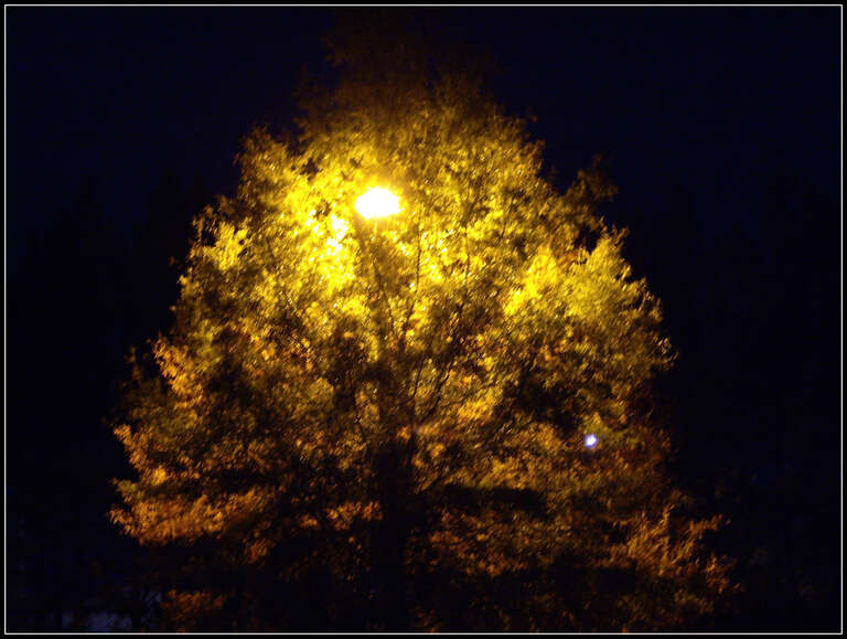 Nightlight