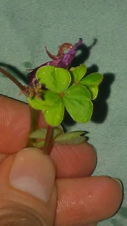 Brazilian woodsorrel (Oxalis brasiliensis)