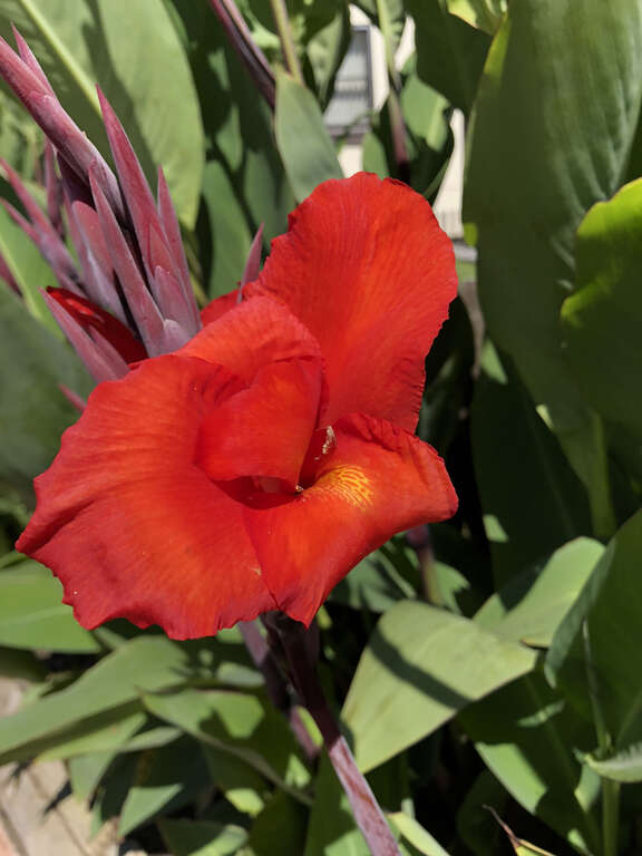 Red flowers