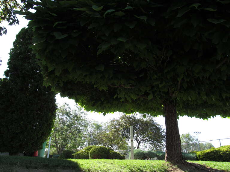 sleepy tree