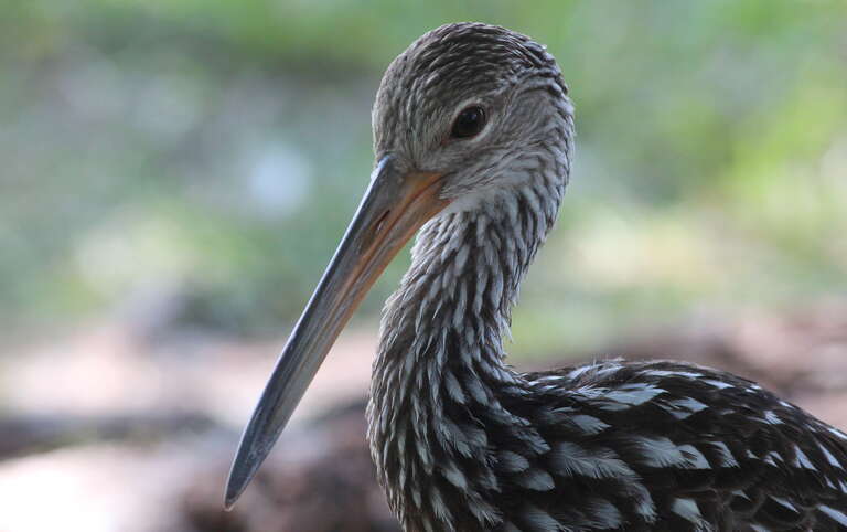 Limpkin