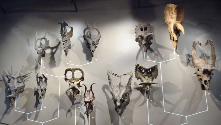 The Natural History Museum of Utah, located on the University of Utah campus at its new Rio Tinto Building home, is best known for its excellent collection of fossils (especially dinosaur fossils) as well as emphasis on the place of humans in the